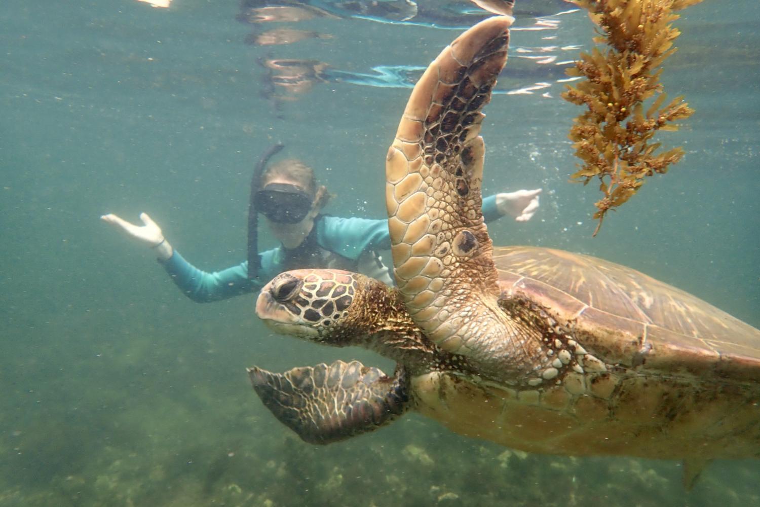 一名<a href='http://vxl.hwanfei.com'>全球十大赌钱排行app</a>学生在Galápagos群岛游学途中与一只巨龟游泳.